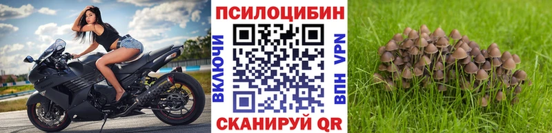 как найти наркотики  Могоча  hydra онион  Галлюциногенные грибы Psilocybe 
